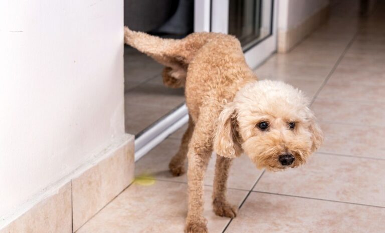 Should I Alpha Roll My Dog? A Professional Trainer's Take