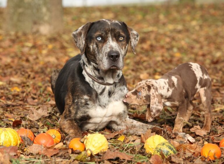 19 Catahoula Leopard Dog Mixes: Canine Cuties with Pics!
