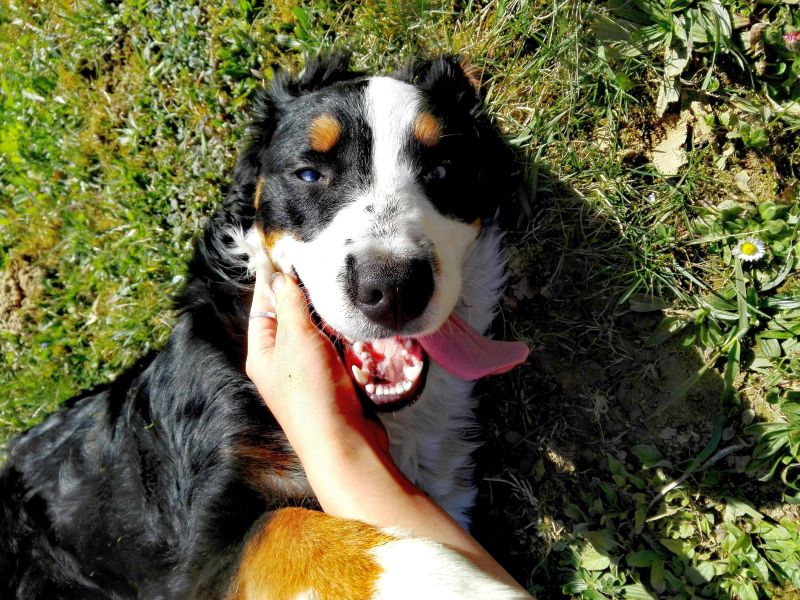 Bernese Mountain Dog Mixes