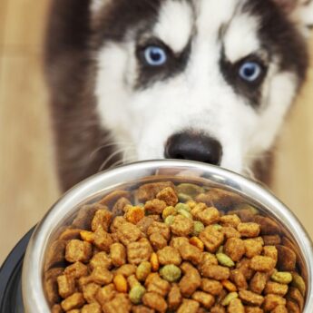 best dog food for husky