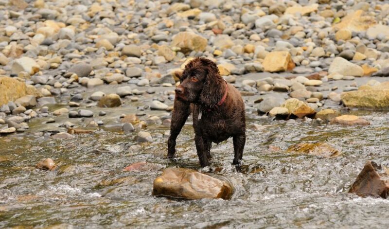 Boykin spaniel