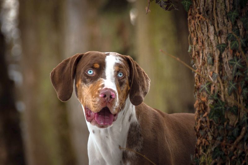 catahoula leopard dog