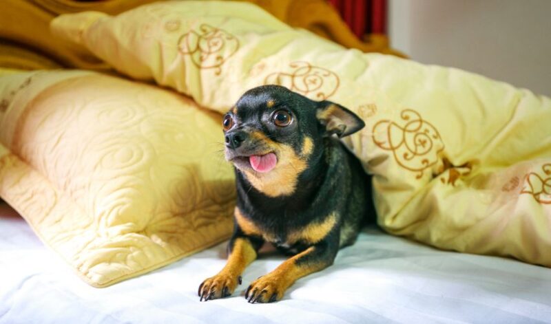 Chihuahua tongue out