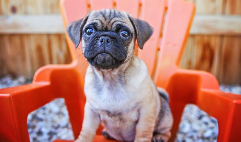 Best Dog Food for Chugs: Chomptastic Chow! 8 Chug in a chair