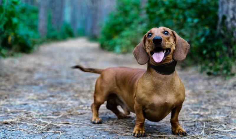 dachshund brown