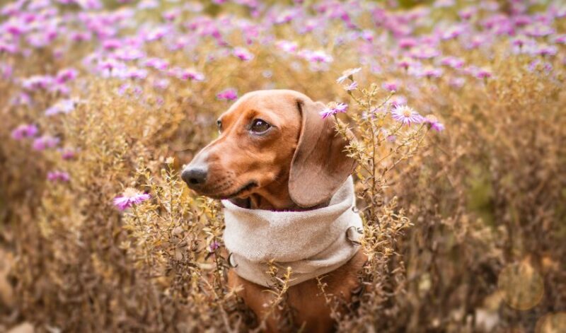 dachshund flowers