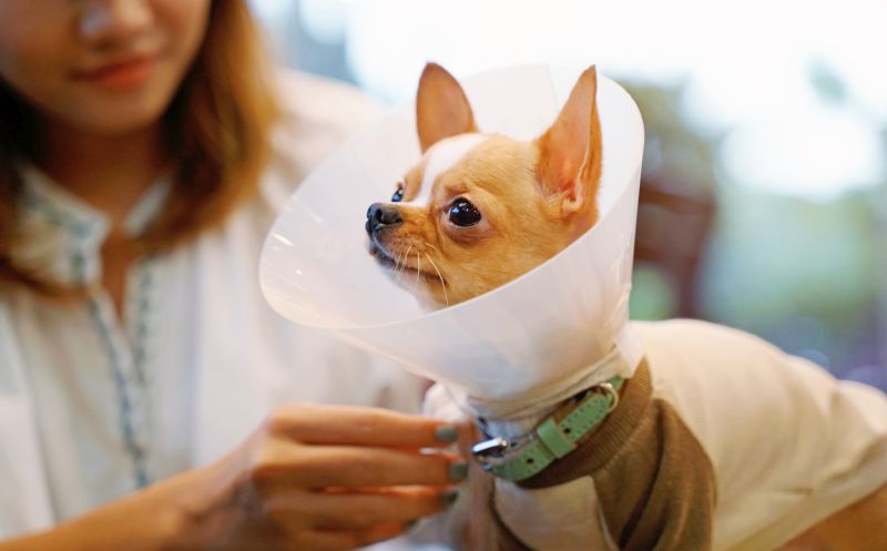 DIY dog cone
