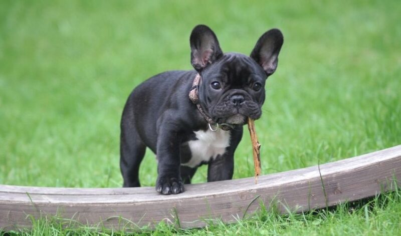French bulldog with a stick