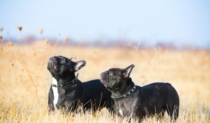 French bulldogs in a field