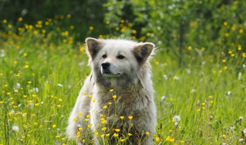 mixed breed dog in field