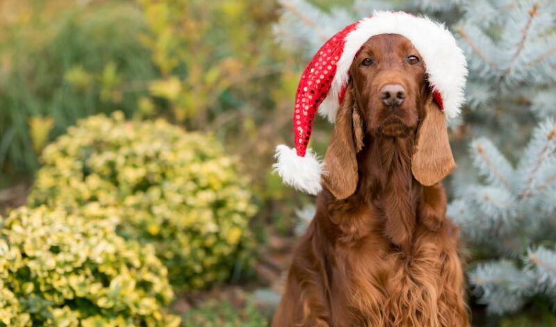 Setter irlandés con sombrero navideño