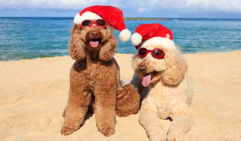 Labradoodles navideños en la playa