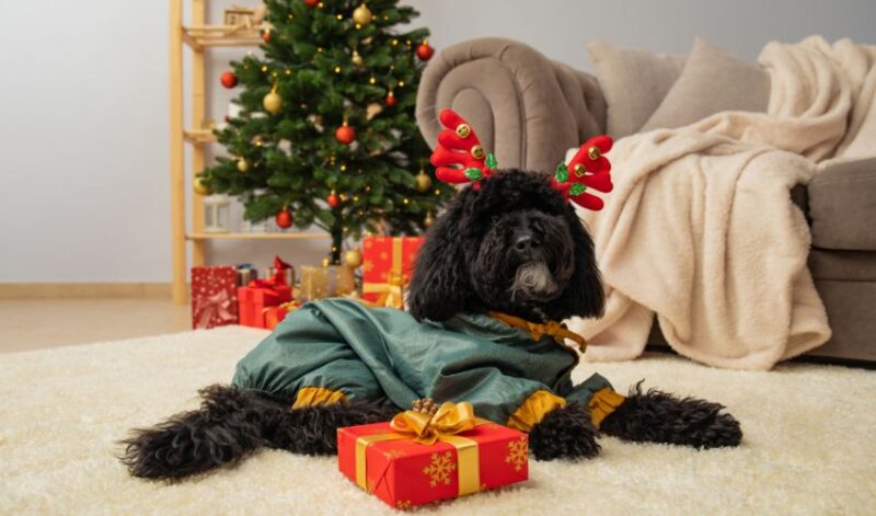 Christmas poodle mix with antlers