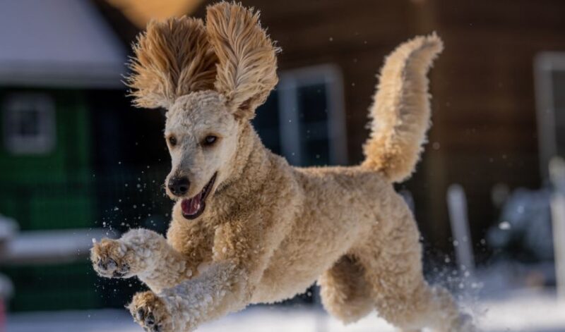 caniche en la nieve