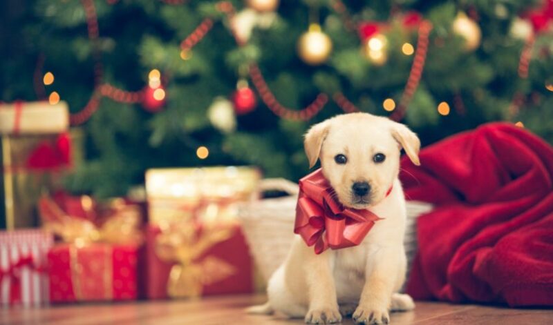 lab puppy with a bow