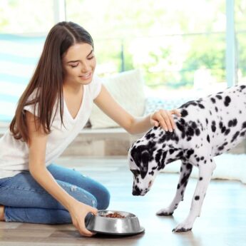 best dog food for Dalmatians