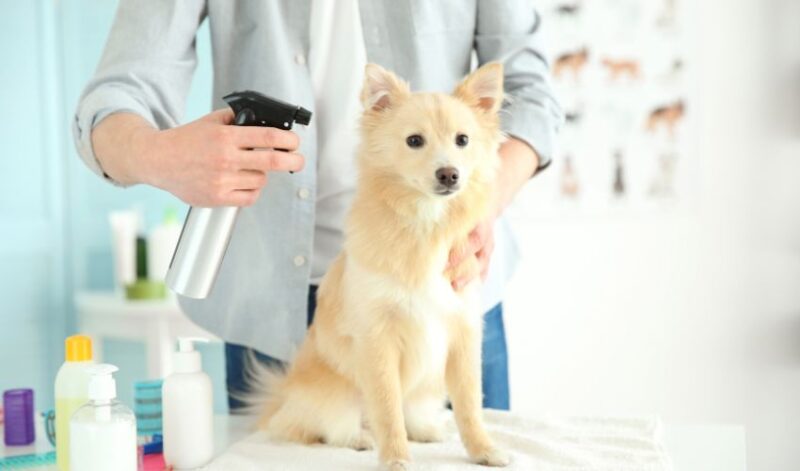best dry shampoo for dogs