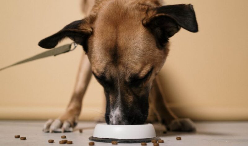 best dog foods without peas