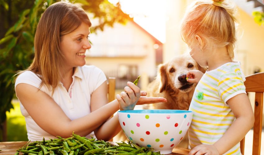 Photo inspiration: 7 Best Dog Foods Without Peas Legumes 2025 Picks Photo Inspiration