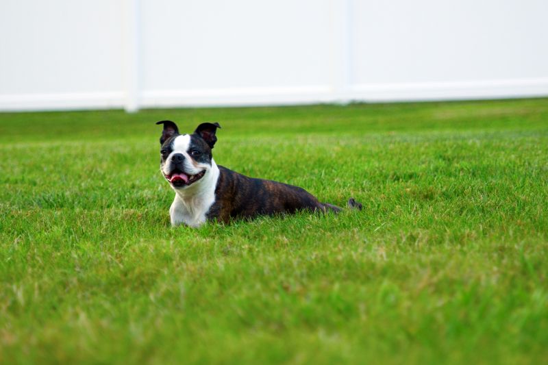 boston terrier food questions