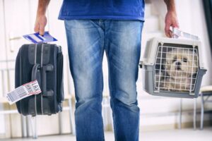 3 Best Airline Approved Dog Crates (For When Fido Flies)