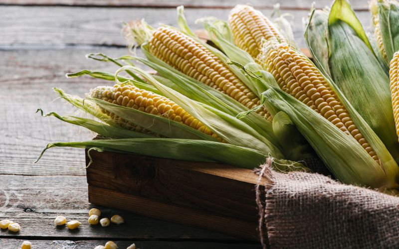 Corn is a common starch in dog foods