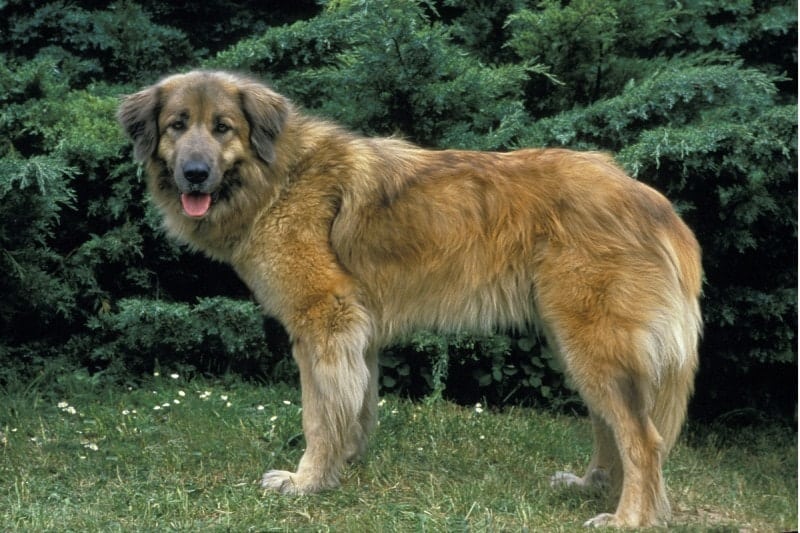 Estrela Mountain Dog with rear dewclaws