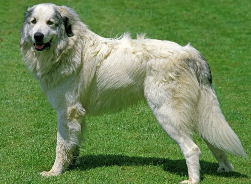 Great Pyrenees with Rear Dewclaws