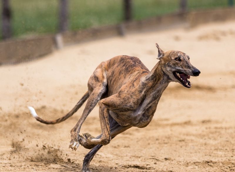 Sighthound Dog Breeds_greyhounds