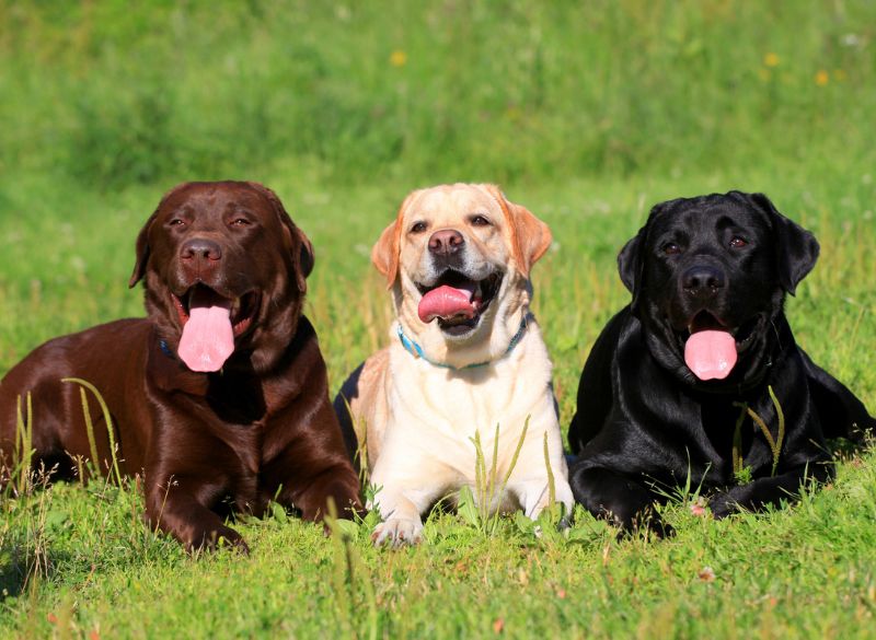Labs are well-behaved