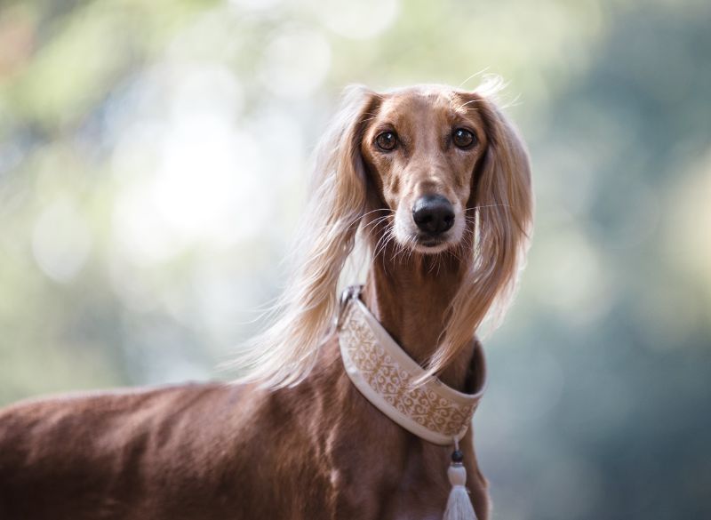 Sighthound Dog Breeds_Saluki