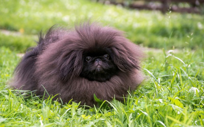 The 9 Best Dog Food for Pekingese Finds