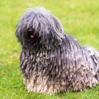 best dog foods for a puli