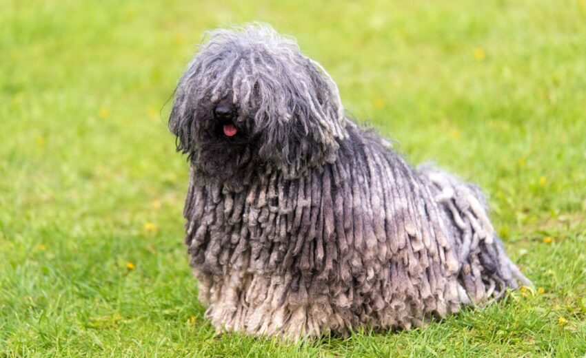 best dog foods for a puli