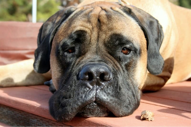 questions about bullmastiff food