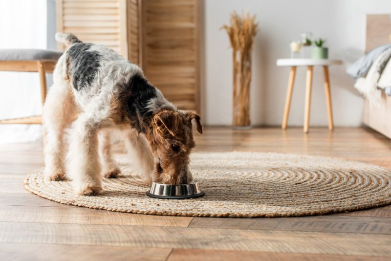 dogs who need a starch-free diet
