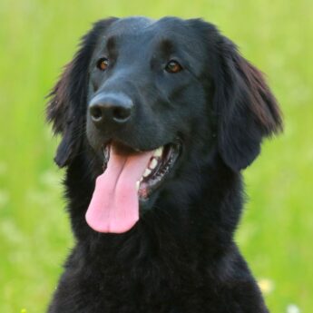 breeds that are similar to Labs