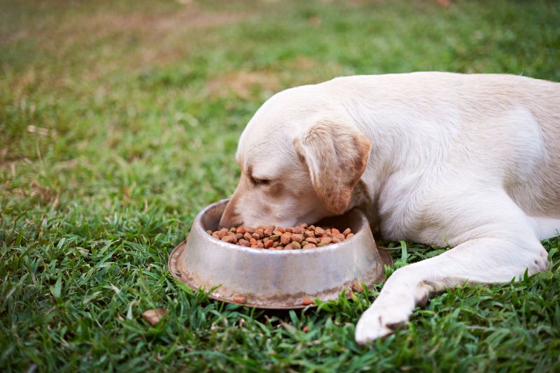 how to pick your lab's food