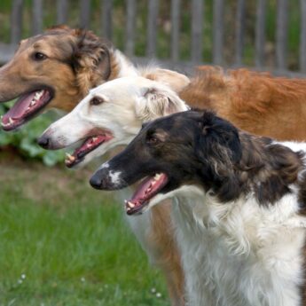 sighthound dog breeds