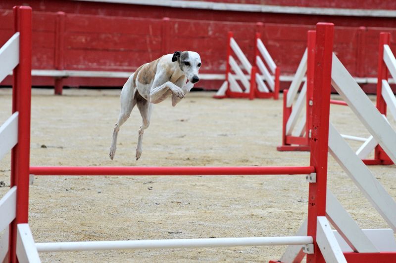 training sighthounds