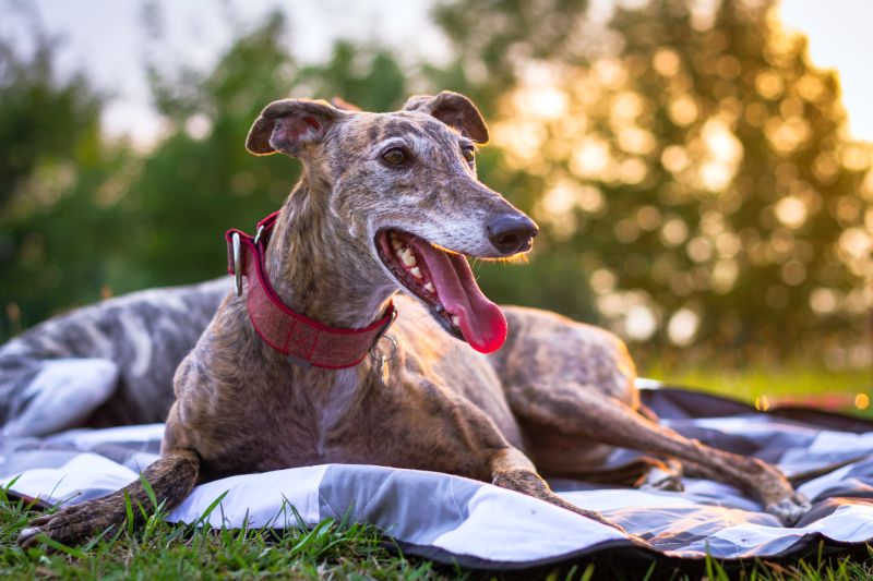 personality of sighthounds