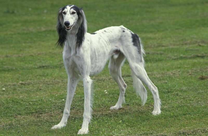 what sighthounds look like