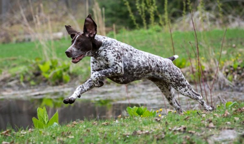 Best Dog Foods for German Shorthaired Pointers
