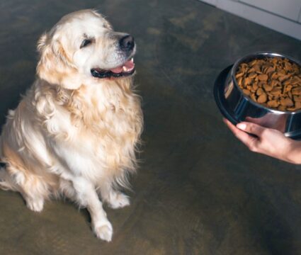 best low-carb dog foods