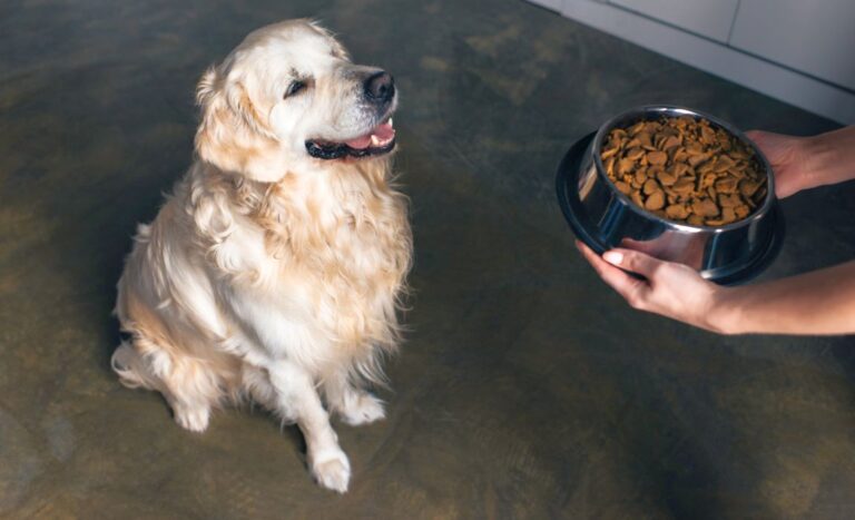 Image showcasing 5 Best Low-Carb Dog Foods: Reduced Carbohydrates for Canines