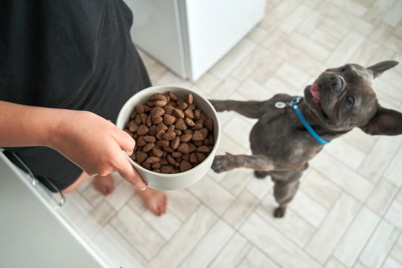 best low carb dog foods