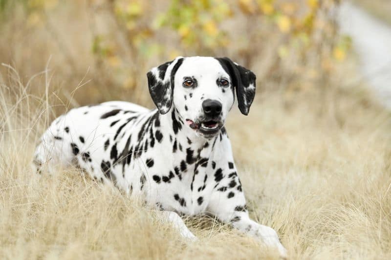Dalmatian Mix Breeds Dalmatian Mix Breeds