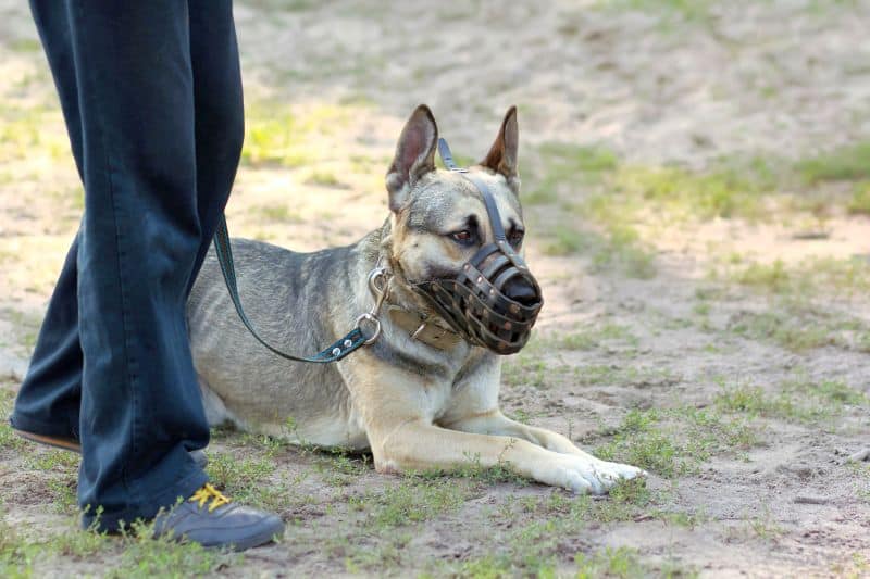 DIY Dog Muzzle: Safety for Spot! 10 use dog muzzle safely